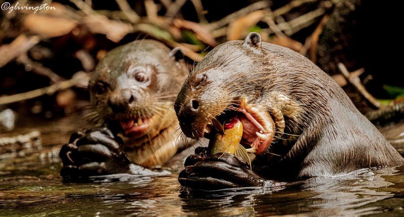 Rio Bravo Photography | Mammals